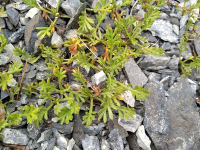 Leptinella pyrethrifolia, photographed by Leon Perrie