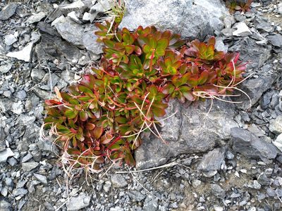 Epilobium crassum, photographed by Leon Perrie