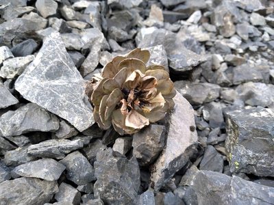 Notothlaspi rosulatum, photographed by Leon Perrie