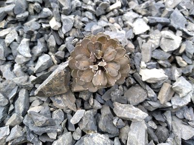 Notothlaspi rosulatum, photographed by Leon Perrie