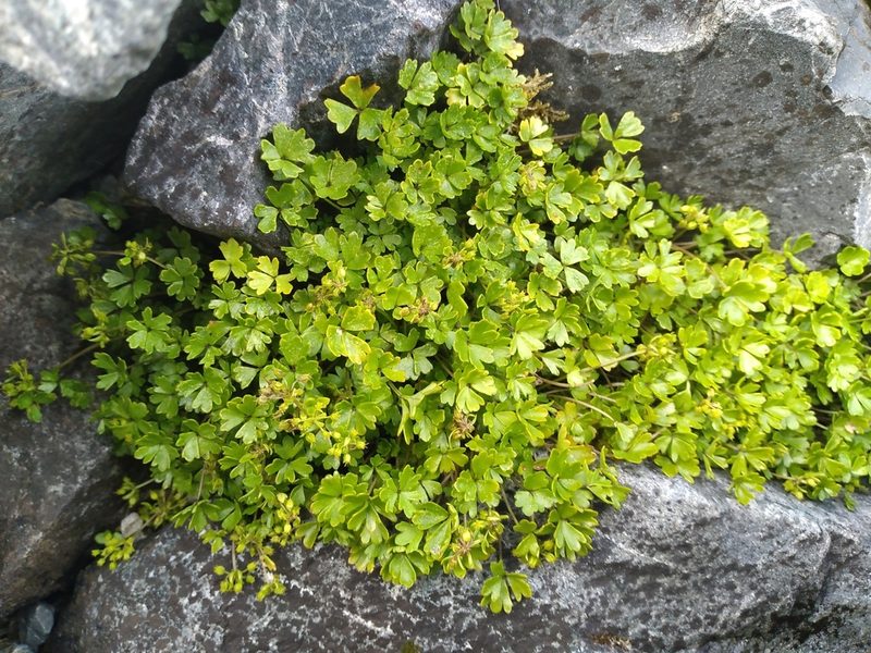 Azorella pallida, photographed by Leon Perrie