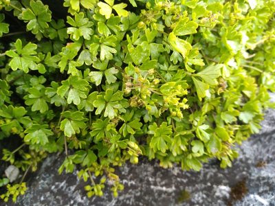 Azorella pallida, photographed by Leon Perrie