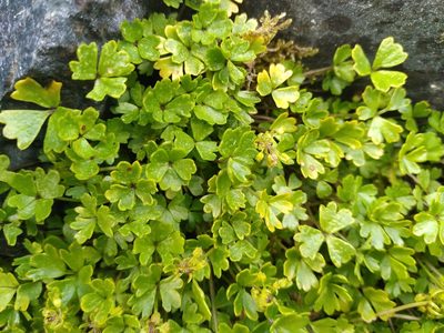 Azorella pallida, photographed by Leon Perrie