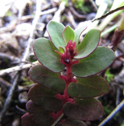 Euphorbia indivisa, photographed by Carlos Martorell