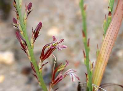 Tritoniopsis elongata, photographed by Cecile Roux