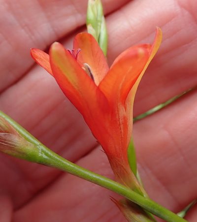 Tritonia disticha, photographed by Peter Warren