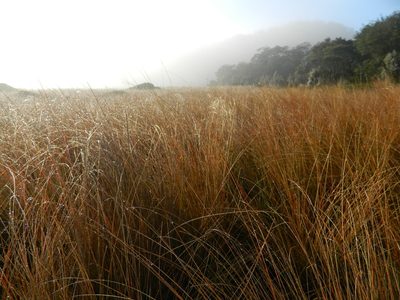Chionochloa rubra, photographed by Nicholas Allen