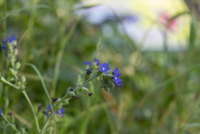 Anchusa hybrida, photographed by Eleftherios Katsillis