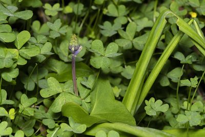 Bellevalia trifoliata, photographed by Eleftherios Katsillis
