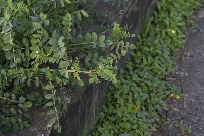Sulla coronaria, photographed by Eleftherios Katsillis