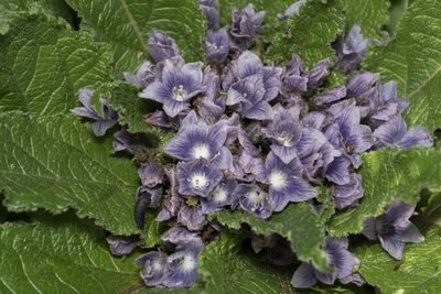 Mandragora officinarum, photographed by Eleftherios Katsillis