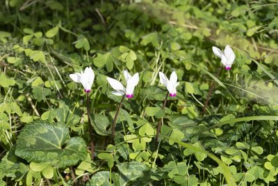 Cyclamen persicum, photographed by Eleftherios Katsillis