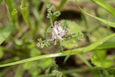 Fumaria parviflora, photographed by Eleftherios Katsillis