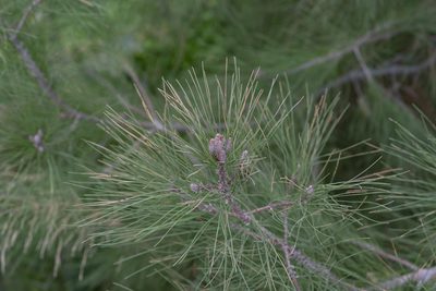 Pinus brutia, photographed by Eleftherios Katsillis