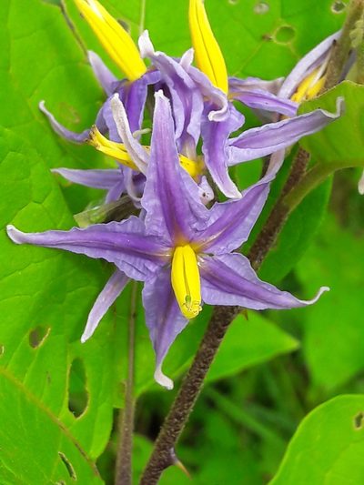Solanum subinerme, photographed by Denis Bastianelli