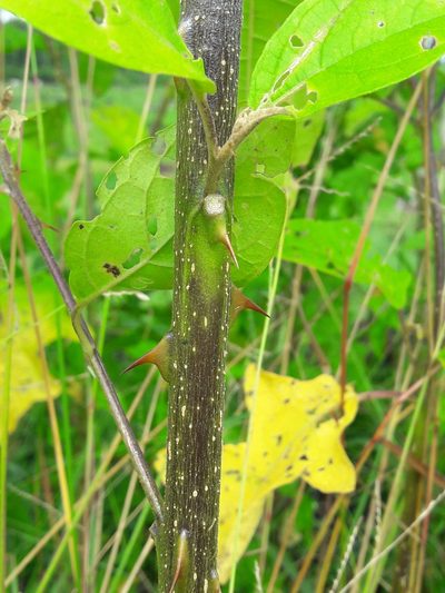Solanum subinerme, photographed by Denis Bastianelli
