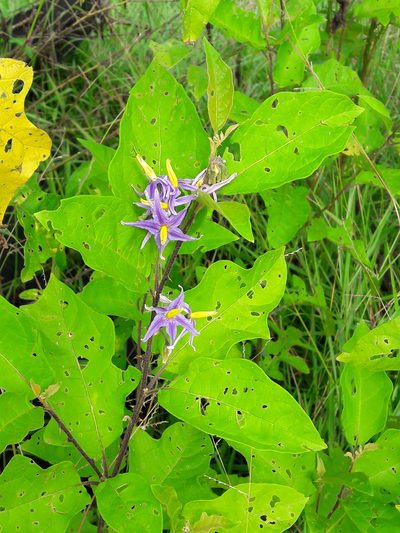 Solanum subinerme, photographed by Denis Bastianelli