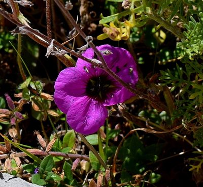 Geranium subcaulescens, photographed by Kostas Zontanos