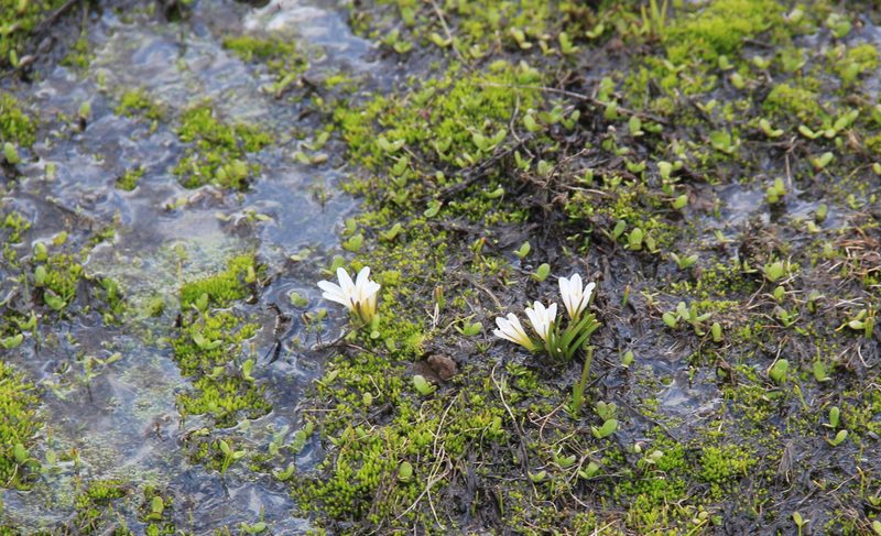 Ipheion sessile, photographed by Steven Bodzin