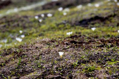 Ipheion sessile, photographed by Steven Bodzin