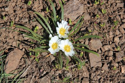 Calandrinia affinis, photographed by Steven Bodzin
