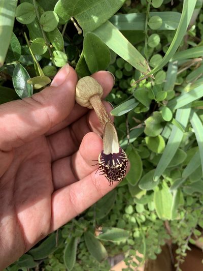 Aristolochia robertii, photographed by Emma Walker