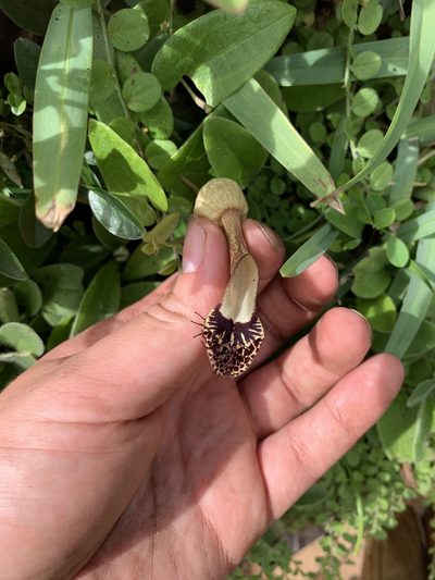 Aristolochia robertii, photographed by Emma Walker