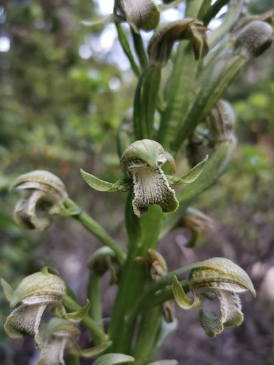 Chloraea cylindrostachya, photographed by Inao Vasquez