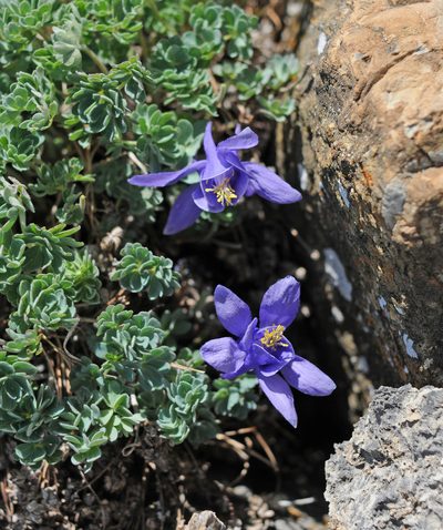 Aquilegia jonesii, photographed by Todd Boland