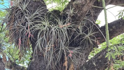 Tillandsia lorentziana, photographed by Sol Quipildor