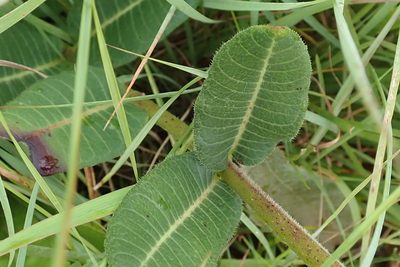 Asclepias macropus, photographed by Peter Warren