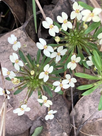 Stylidium rhynchocarpum, photographed by pimelea