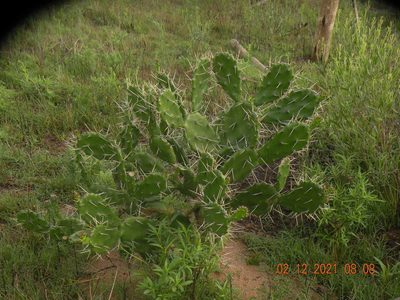 Opuntia arechavaletae, photographed by Francisco Liguori