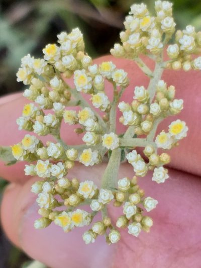 Helichrysum helianthemifolium, photographed by kevin koen