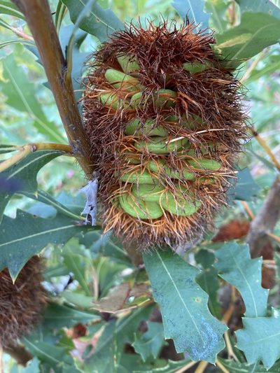 Banksia quercifolia, photographed by pimelea