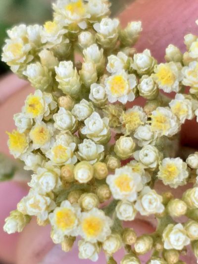 Helichrysum helianthemifolium, photographed by kevin koen