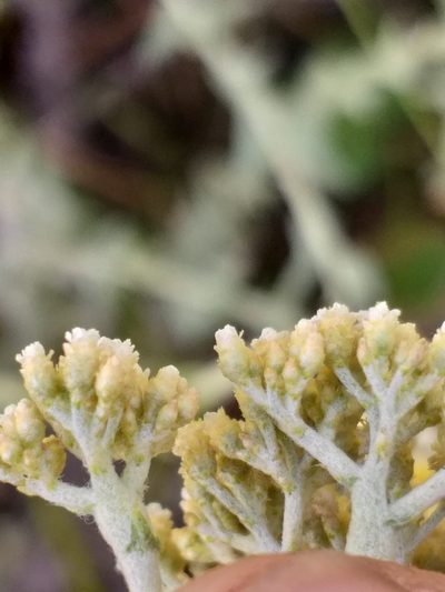 Helichrysum helianthemifolium, photographed by kevin koen