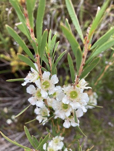 Homalospermum firmum, photographed by pimelea