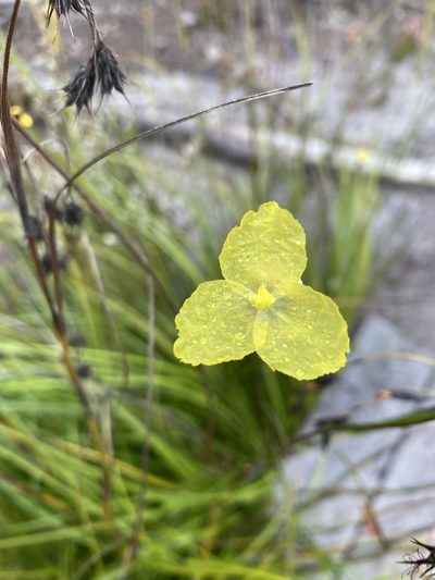 Patersonia umbrosa, photographed by pimelea