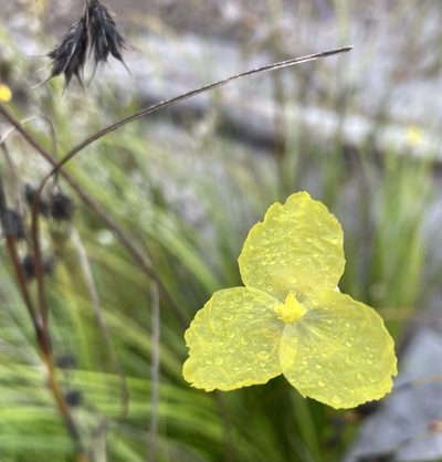 Patersonia umbrosa, photographed by pimelea