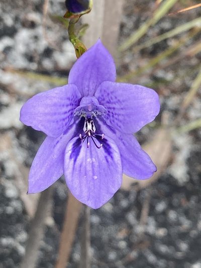Epiblema grandiflorum, photographed by pimelea