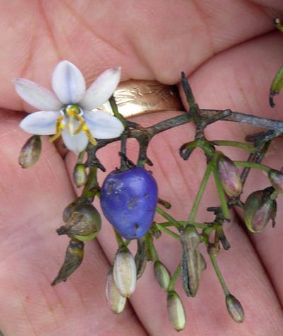 Dianella adenanthera, photographed by Peter de Lange