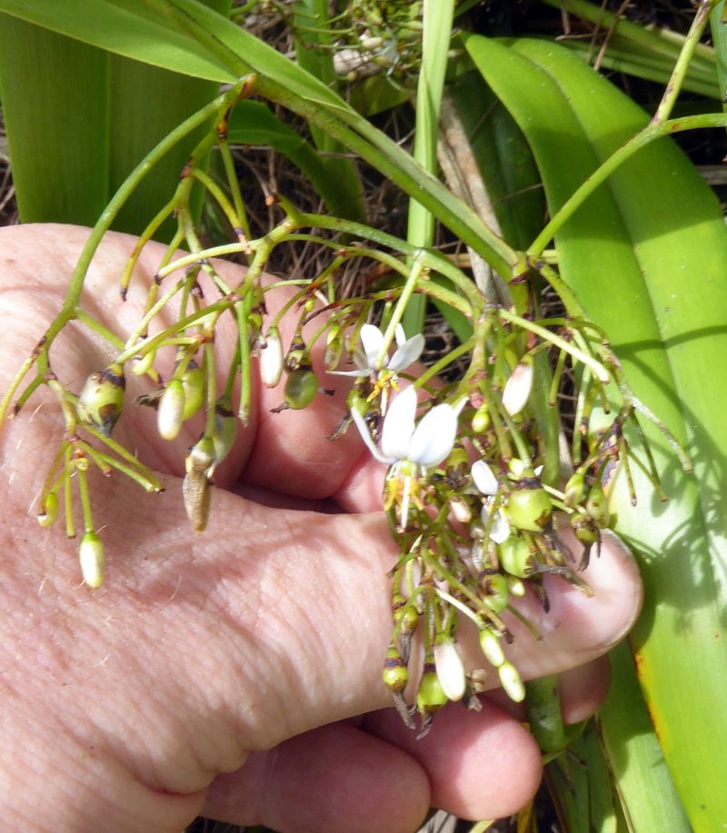 Dianella adenanthera, photographed by Peter de Lange