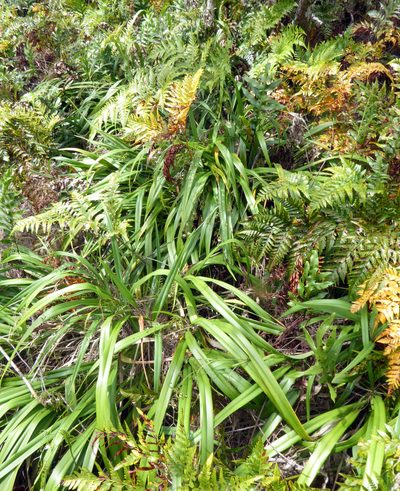 Dianella adenanthera, photographed by Peter de Lange