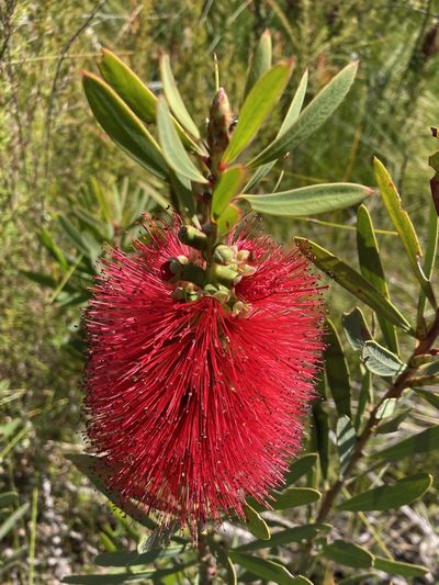 Melaleuca glauca, photographed by pimelea