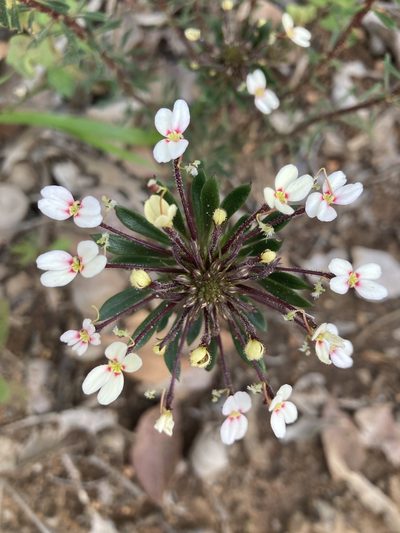 Stylidium rhynchocarpum, photographed by pimelea