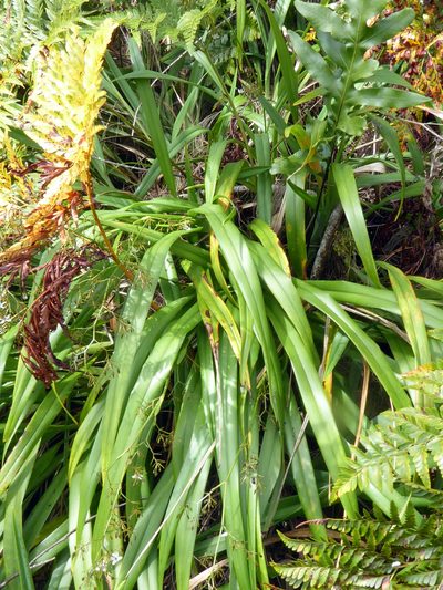 Dianella adenanthera, photographed by Peter de Lange