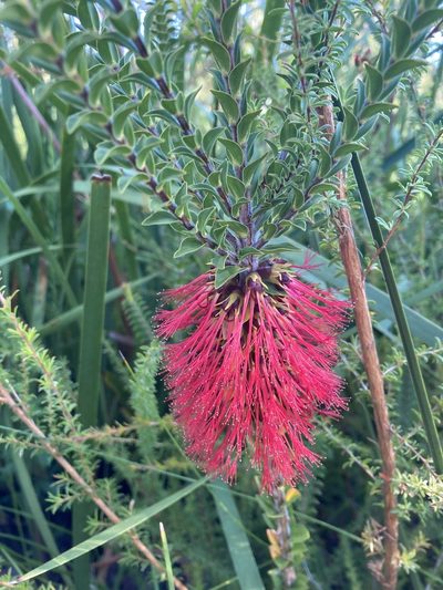Melaleuca sparsa, photographed by pimelea