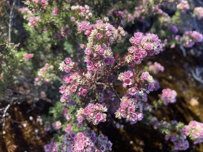 Verticordia plumosa, photographed by pimelea