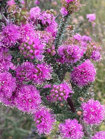 Kunzea recurva, photographed by pimelea
